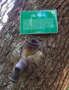 Tap-grown-into-tree